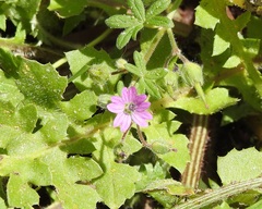 Geranium molle