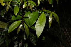 Glochidion ferdinandi