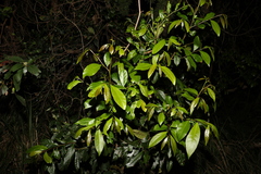 Glochidion ferdinandi