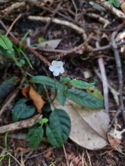 Acanthoideae