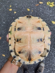 Cuora amboinensis kamaroma