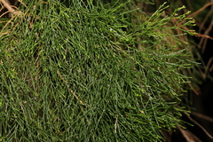 Callitris columellaris