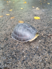 Cuora amboinensis kamaroma