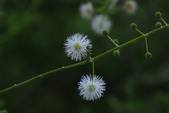 Mimosa bimucronata