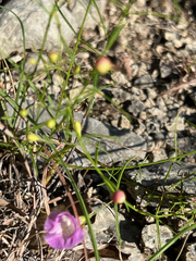 Agalinis edwardsiana