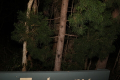 Callitris columellaris