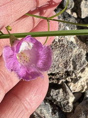 Agalinis edwardsiana