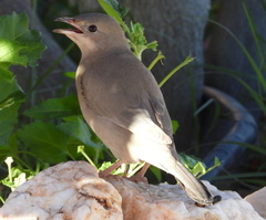 Hypocolius ampelinus