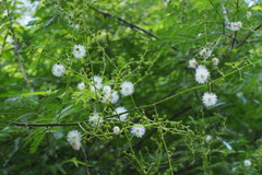 Mimosa bimucronata