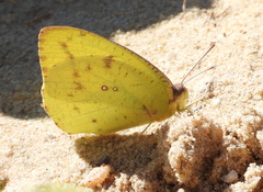 Catopsilia florella