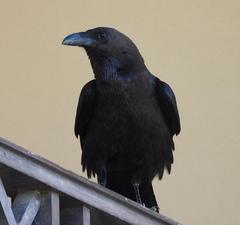 Corvus ruficollis