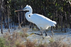 Egretta gularis