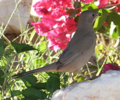 Hypocolius ampelinus