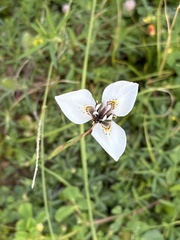 Moraea tricuspidata
