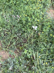 Moraea tricuspidata