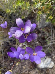 Cheiranthera alternifolia