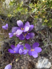 Cheiranthera alternifolia