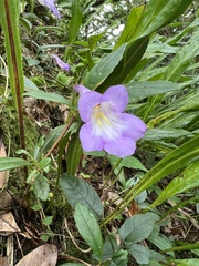 Lysionotus pauciflorus