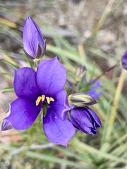 Cheiranthera alternifolia