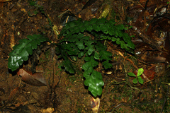 Blechnum opacum