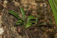 Elaphoglossum