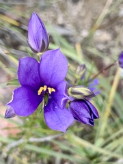 Cheiranthera alternifolia