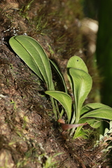 Elaphoglossum