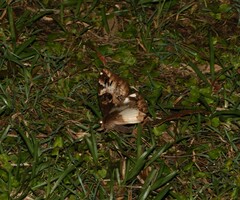 Erebus terminitincta