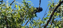 Calyptorhynchus banksii