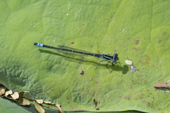 Austroagrion watsoni