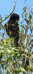 Calyptorhynchus banksii