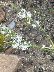 Struthiola myrsinites