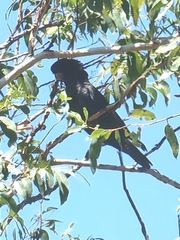 Calyptorhynchus banksii