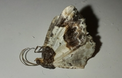 Ligdia adustata