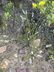 Struthiola myrsinites