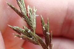 Eragrostis variabilis