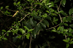 Maclura cochinchinensis