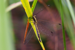 Ascalohybris subjacens