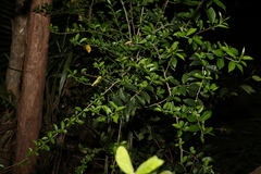 Maclura cochinchinensis