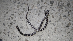 Bungarus multicinctus