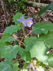 Solanum vicinum