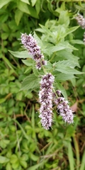 Mentha longifolia