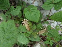 Gomphus vulgatissimus