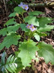 Solanum vicinum