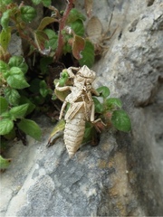 Gomphus vulgatissimus