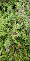 Mentha longifolia