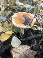 Cortinarius triumphans