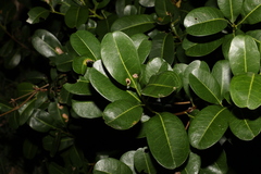 Acronychia imperforata