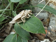 Gomphus vulgatissimus