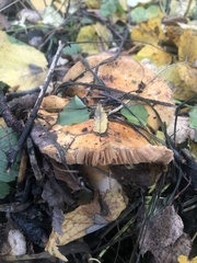 Cortinarius triumphans